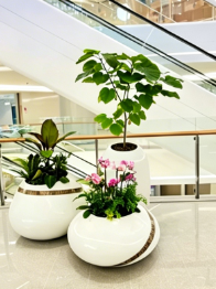 鄞州花卉租摆优惠四大特点，全面解析